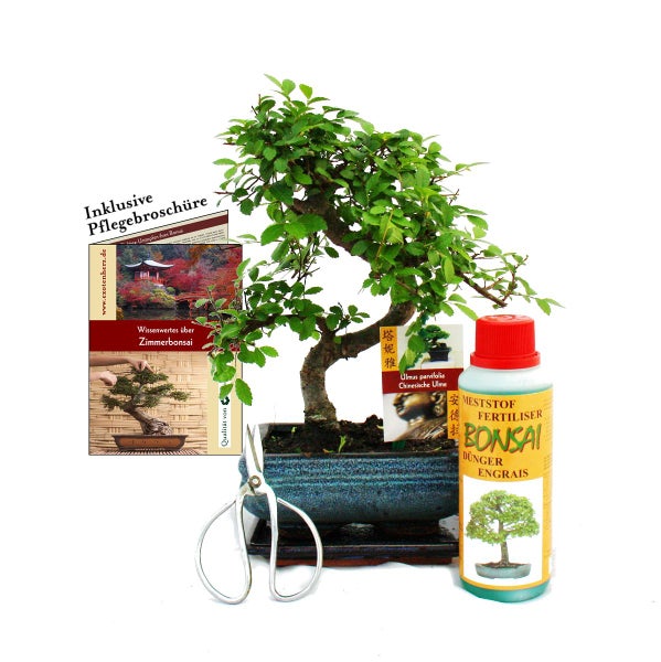 Geschenkset Bonsai Ulmus - Chinesische Ulme - ca. 6 Jahre alt - Anfänger-Set