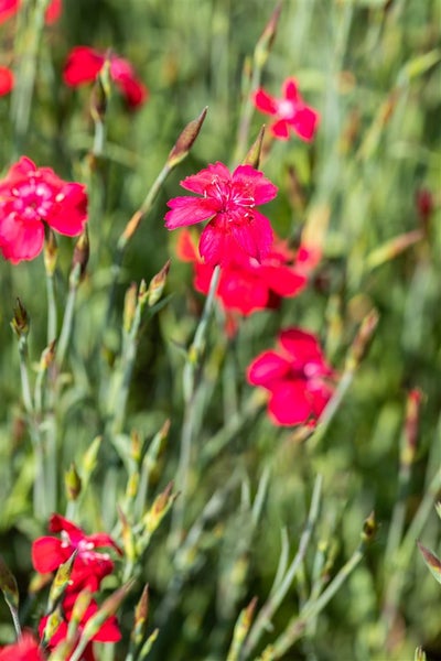 Dianthus deltoides 'Leuchtfunk', Heidenelke, leuchtend rot, ca. 9x9 cm Topf