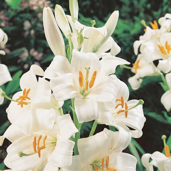Nahaufnahme von weißen Lilienblüten mit gelben Staubgefäßen