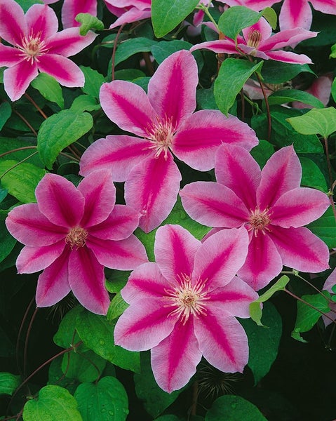 Clematis Hybride 'Babara Jackman', Waldrebe, zweifarbig, 60–100 cm
