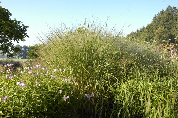 Panicum virgatum 'Cloud Nine', Rutenhirse, blaugrün, 3-5 Liter Container