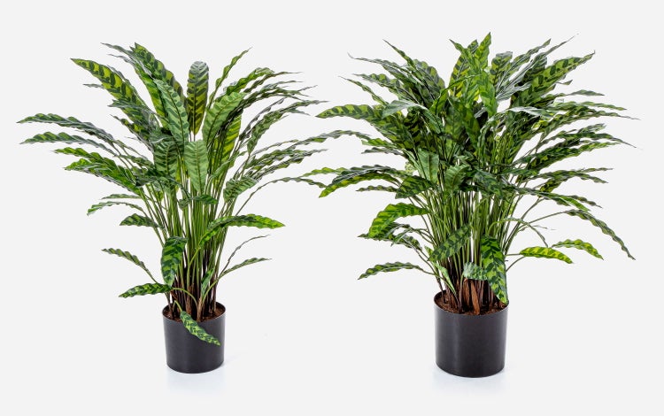 Zwei Korbmaranten Calathea lancifolia in schwarzen Töpfen mit länglichen, gemusterten Blättern.