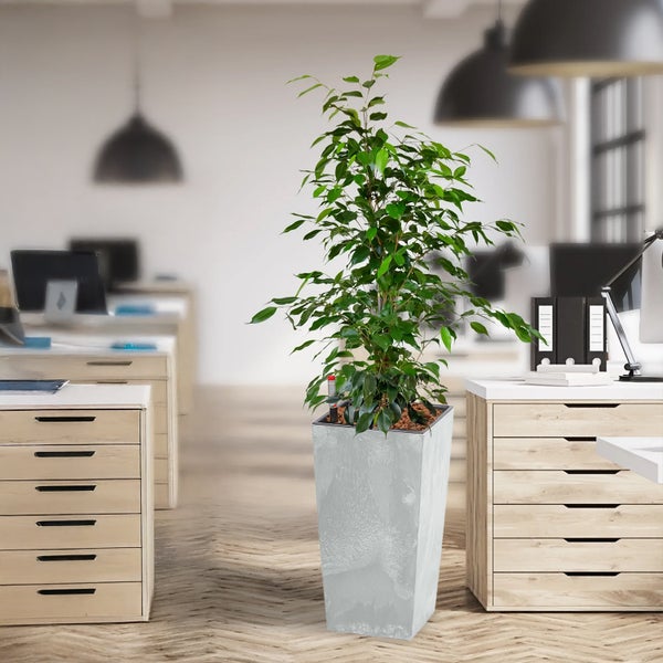 Büro mit Pflanze in grauem Pflanzgefäß, Schreibtischen und Computern