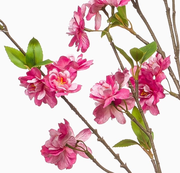 Korbmarante Calathea mit gemusterten Blättern in einem dunklen Topf.