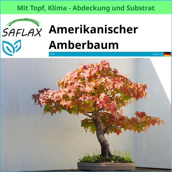 Amerikanischer Amberbaum im Topf