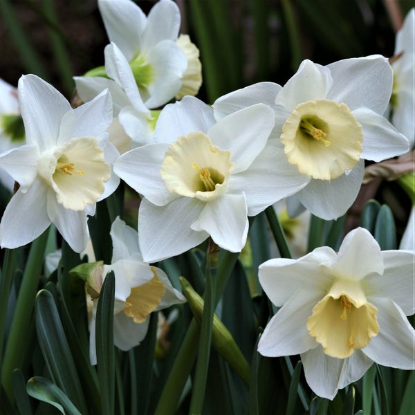 Nahaufnahme von weissen Narzissen im Garten