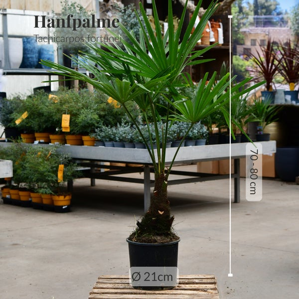 Große winterharte Hanfpalme