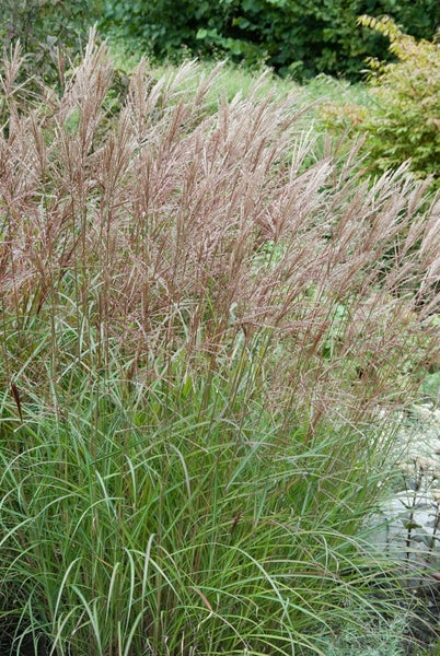 Chinaschilf im Garten