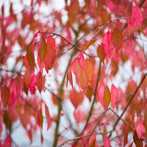 Nahaufnahme von Zweigen mit Herbstlaub