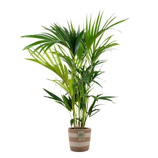 Howea Forsteriana inkl. Jutekorb - Kentiapalme - Desodorierend - ⌀19 cm - ↕90-100 cm