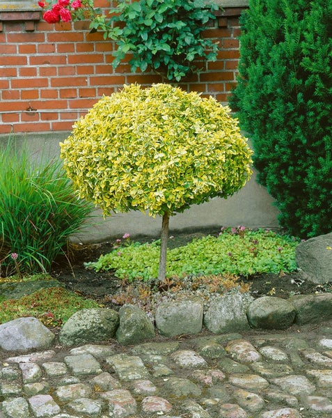 Euonymus fortunei 'Emerald'n Gold', Spindelstrauch, ca. 9x9 cm Topf