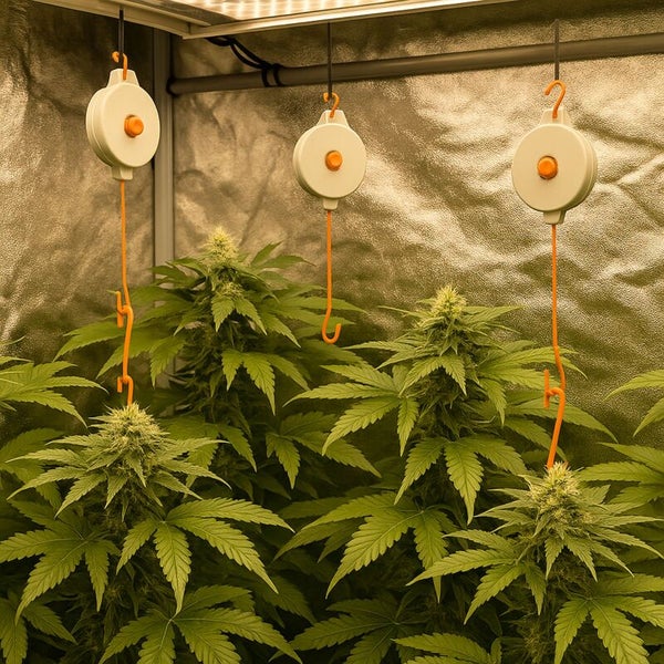 Pflanzen mit Lampenaufhängung zur Anzucht in einem Zelt.