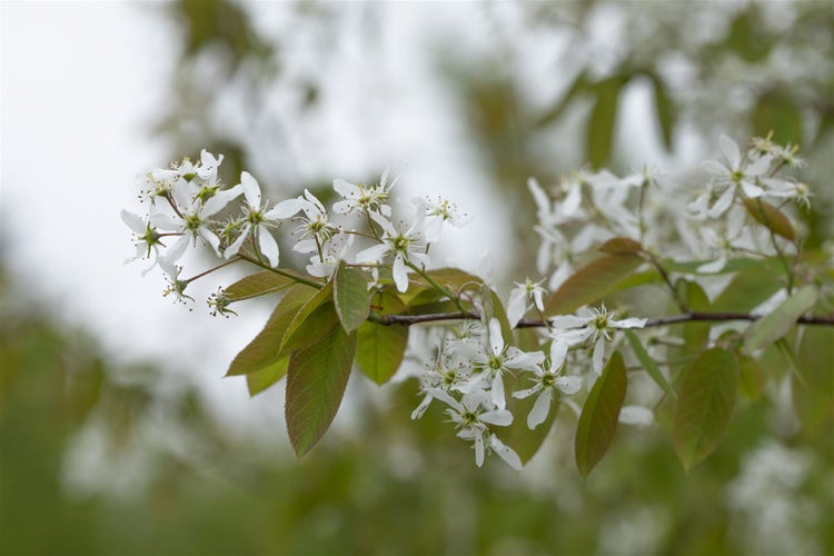 Amelanchier laevis, Kupfer-Felsenbirne, 60–100 cm