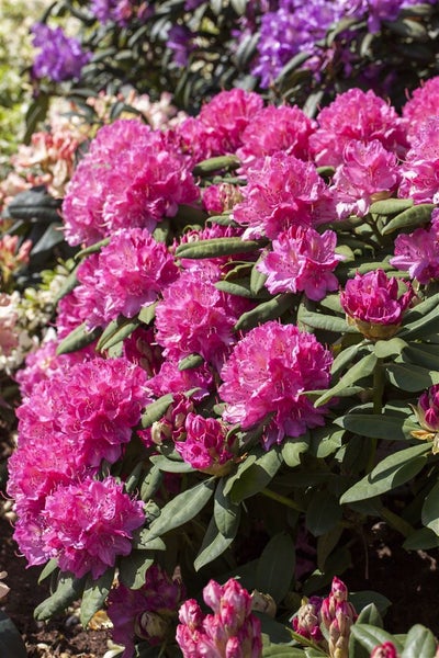 Rhododendron Hybr. 'Catharine van Tol', rosa Blüten, 30–40 cm