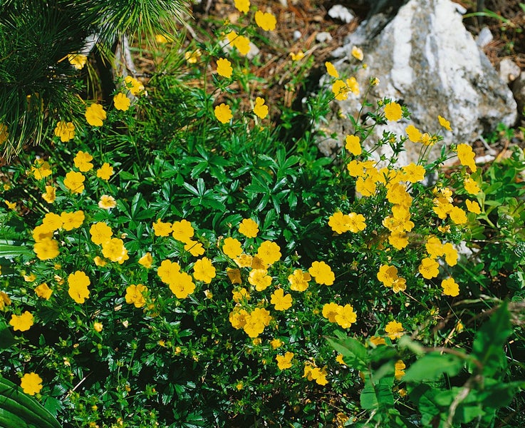 Potentilla argentea, Fingerkraut, silbrig, ca. 9x9 cm Topf