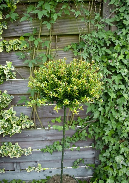 Ilex crenata 'Twiggy', Japanische Stechpalme, 30–40 cm