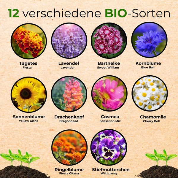 Sortiment aus 12 verschiedenen Bio-Blumensamen wie Tagetes, Lavendel, Bartnelke, Kornblume, Sonnenblume, Drachenkopf, Cosmea, Kamille und Stiefmütterchen.