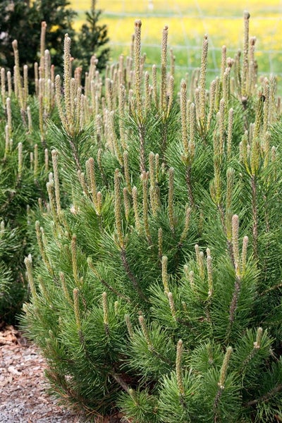 Pinus mugo 'Pumilio', Bergkiefer, kompakt, 40–50 cm