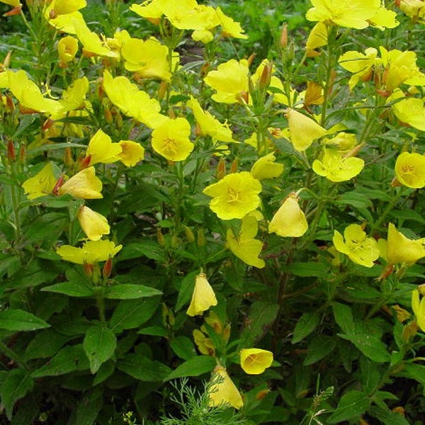 Nachtkerzenpflanze mit gelben Blüten