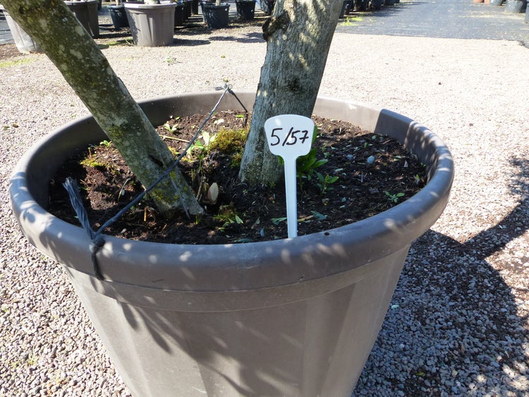 Olivenbaum 4 Pon Pon Bonsai Formgehölz Gartenbonsai Olea europaea Olive winterhart