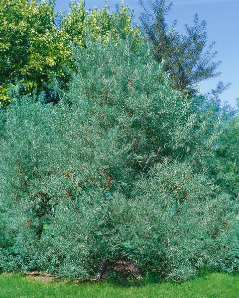 Hippophae rhamnoides 'Pollmix', Sanddorn, Bestäuber, 60–100 cm