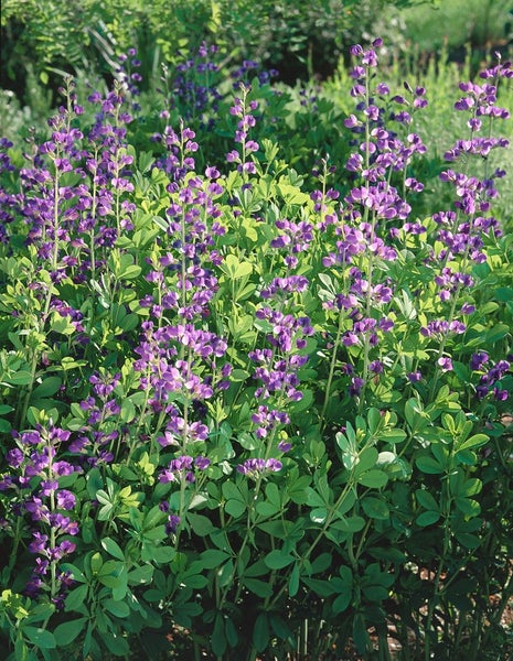 Baptisia australis, Indigolupine, blau, ca. 9x9 cm Topf