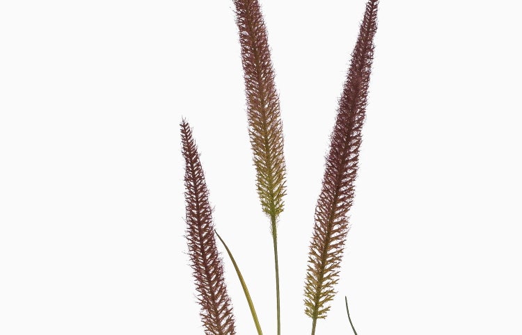 Nahaufnahme von drei rötlich-violetten Blütenähren des Lampenputzergrases Pennisetum setaceum Rubrum auf hellen Stielen.