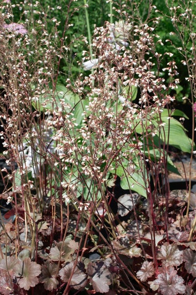 Heuchera sanguinea, Purpurglöckchen, rotblühend, ca. 9x9 cm Topf