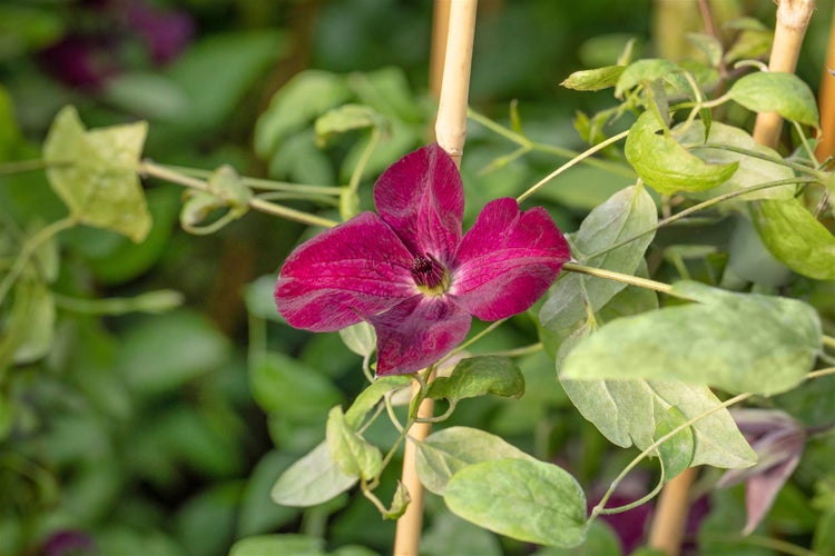 Clematis viticella 'Margot Koster', Waldrebe, rosa, 40–60 cm