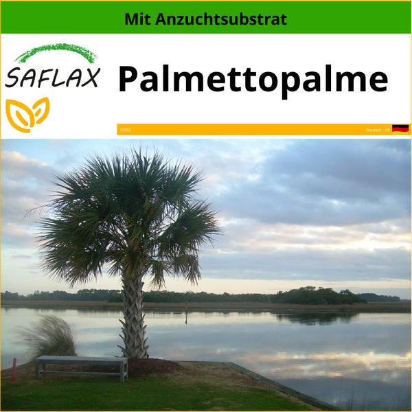 SAFLAX  - Palmettopalme - Sabal palmetto - 8 Samen - Mit keimfreiem Anzuchtsubstrat