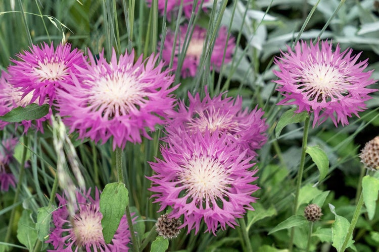Centaurea hypoleuca 'John Coutts', Flockenblume, rosa, ca. 9x9 cm Topf