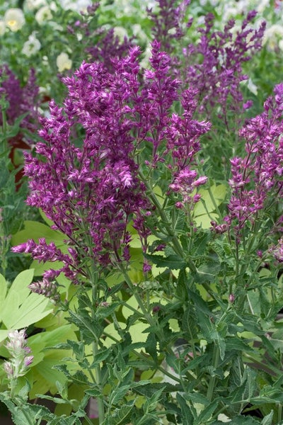 Salvia nemorosa 'Schwellenburg', Steppensalbei, violett, ca. 9x9 cm Topf