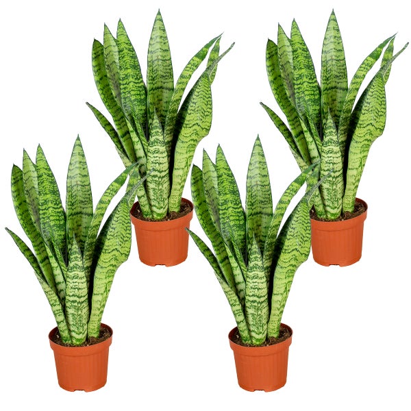 Sansevieria 'Zeylanica' pro 4 Stück | Zimmerpflanze im Kinderzimmertopf cm9 cm - ↕20-30 cm