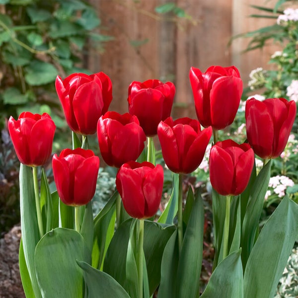 Bloomique - Mischung aus 20 - Tulipa - Tulpenzwiebeln - Rot - Blumenzwiebeln - Frühlingsblüher - Mehrjährige Pflanzen - Wird bis zu 50-55 cm groß