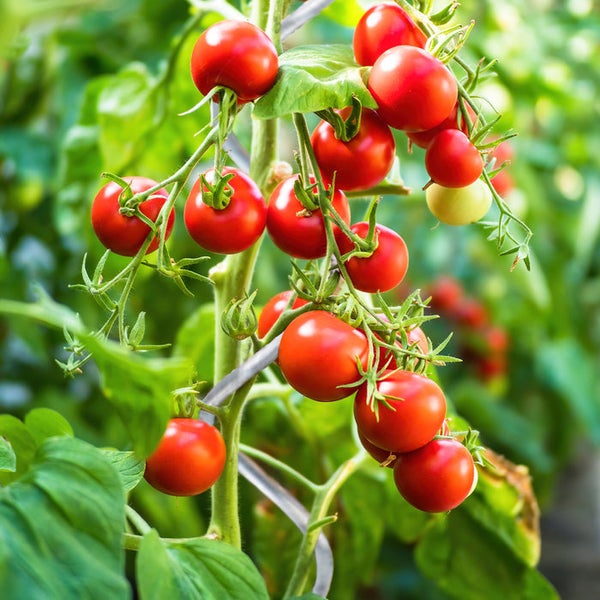 FLOORDIREKT Tomatenspiralstäbe - Pflanzstäbe für Kletterpflanzen - Verzinkt - 10er-Set - 110 cm