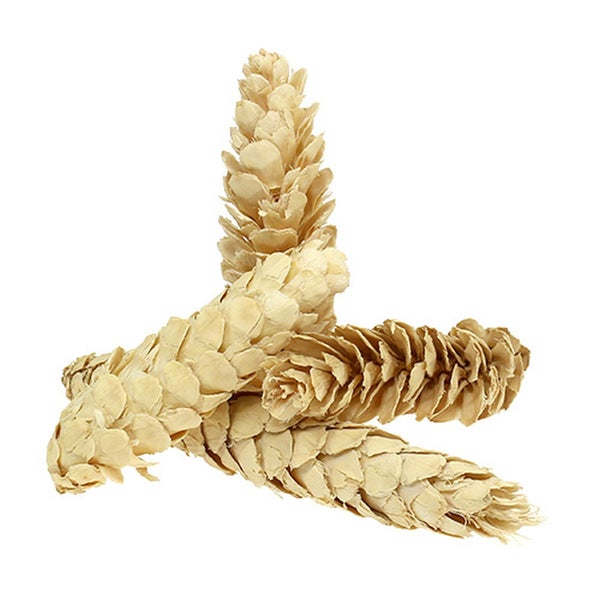 Dekorative Erlenzapfen für Bastelarbeiten und Dekorationen