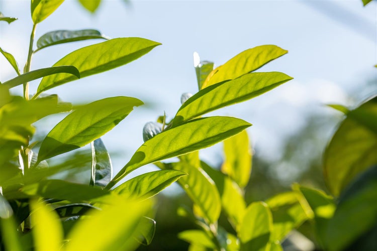 Prunus laurocerasus 'Novita', Kirschlorbeer, immergrün, 20-30 cm