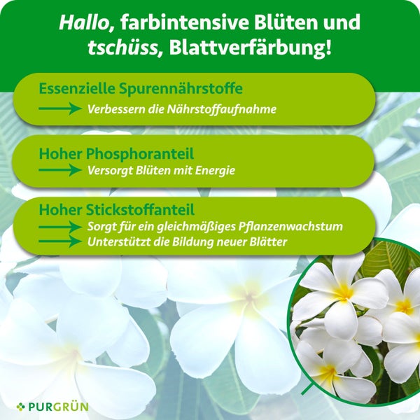 Infografik zu Pflanzendünger: Spurennährstoffe, Phosphor für Blüten und Stickstoff für Blattwachstum vor Frangipani-Blüten. Purgrün Logo.