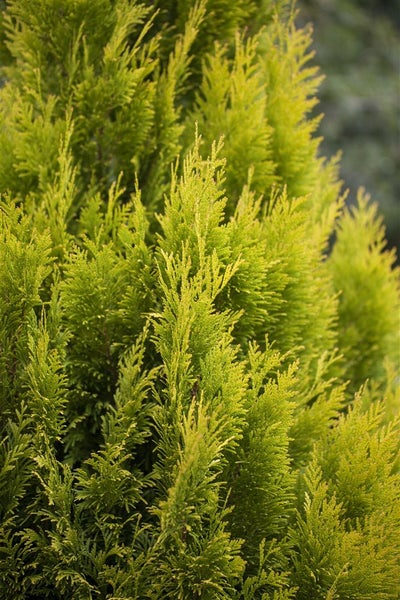Thuja plicata '4ever Goldy' ®, gelbgrün, 80–100 cm