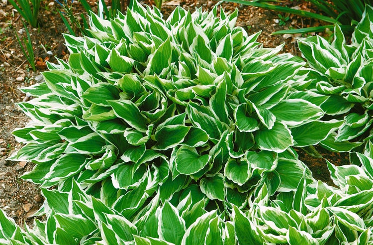 Hosta undulata 'Albomarginata', Funkie, grün-weiß, ca. 11x11 cm Topf
