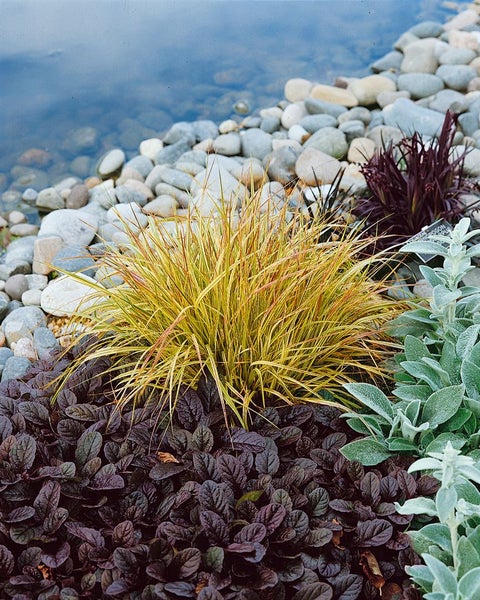 Carex sylvatica, Wald-Segge, ca. 9x9 cm Topf