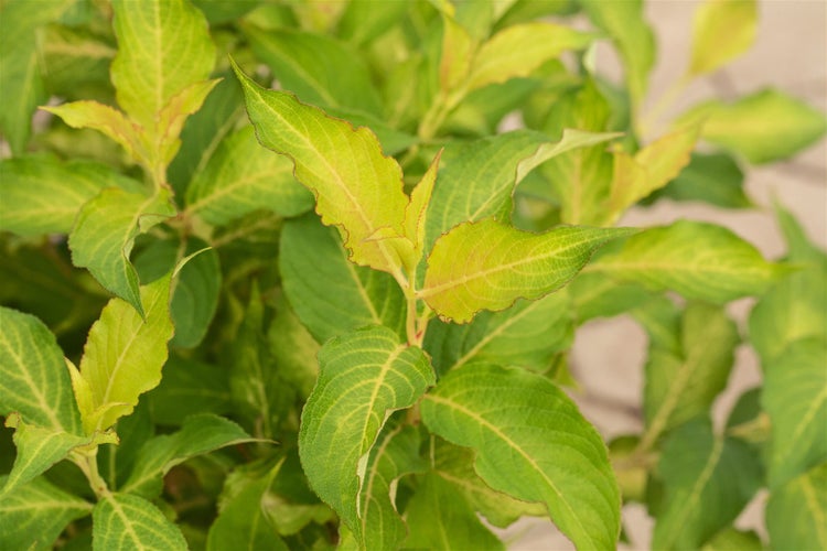 Nahaufnahme einer Gartenpflanze mit grünen Blättern
