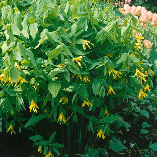Uvularia grandiflora, Großblütige Uvularie, gelb, ca. 9x9 cm Topf