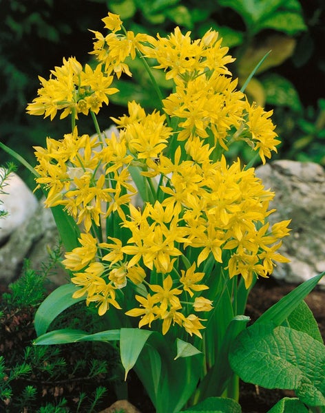 Allium moly, Goldlauch, leuchtend gelb, ca. 9x9 cm Topf