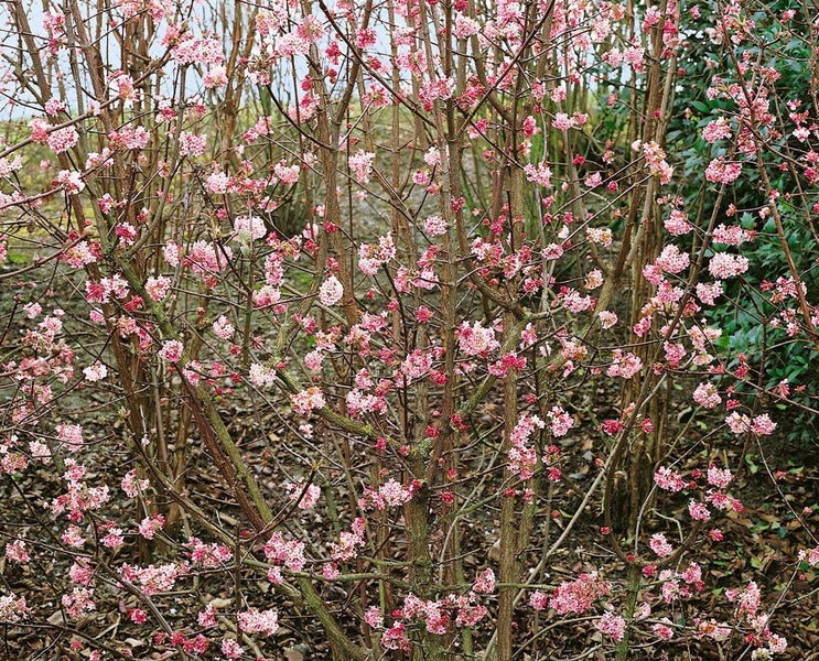Blühender Winter-Schneeball Viburnum bodnantense mit rosa Blütenbüscheln an kahlen Zweigen.