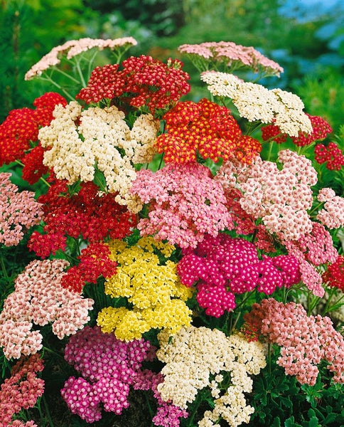 Achillea millefolium 'Summer Pastels', Schafgarbe, bunt, ca. 9x9 cm Topf