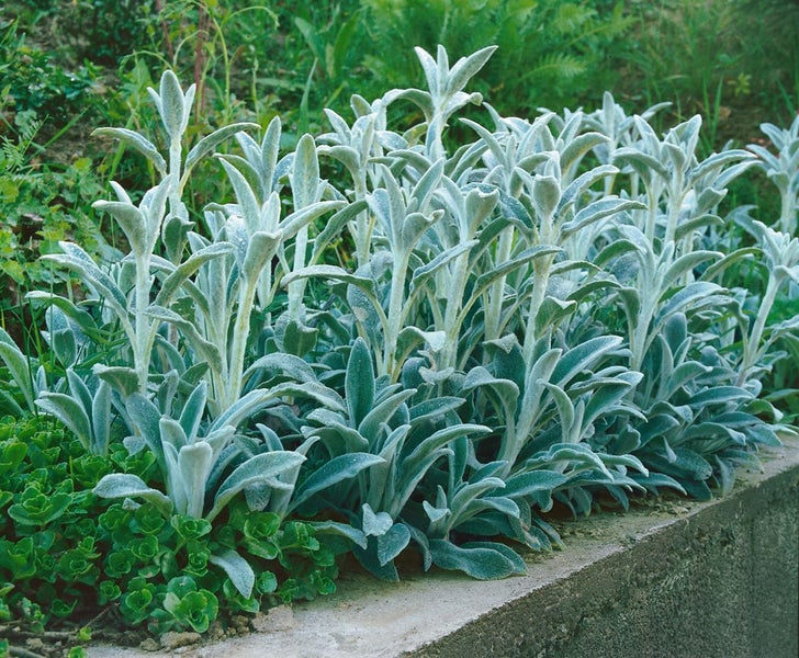 Stachys byzantina, Wollziest, silbrig, ca. 9x9 cm Topf