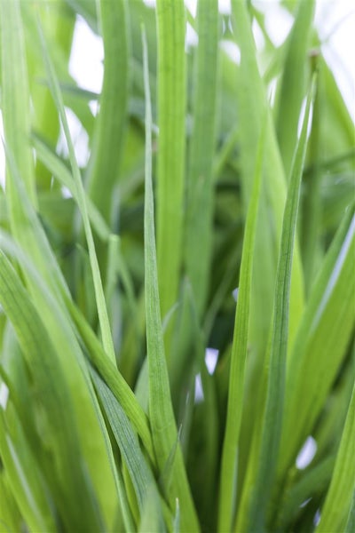 Juncus ensifolius, Schwert-Simse, ca. 9x9 cm Topf