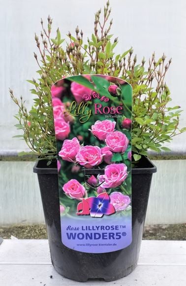 Rosa 'Lilly Rose Wonder', Rose, rosa Blüten, 2 Liter Container