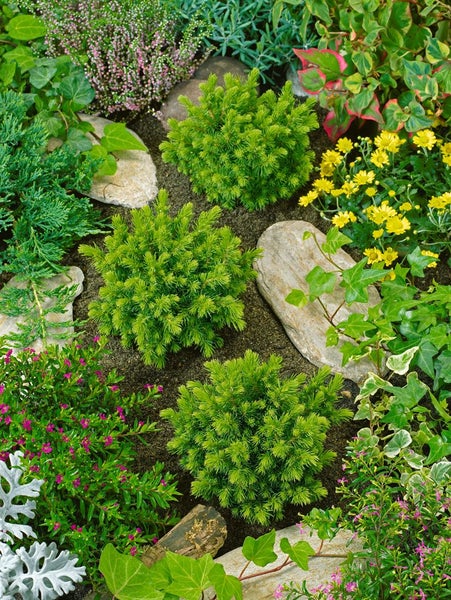 Gartenanlage mit Koniferen, Bodendeckern und Steinen